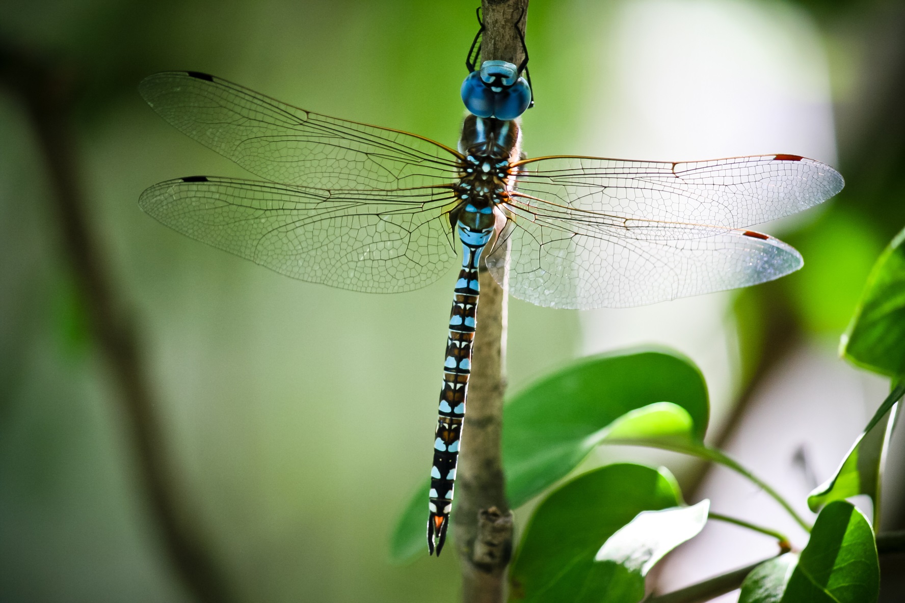 What Do Dragonflies Signify Spiritually